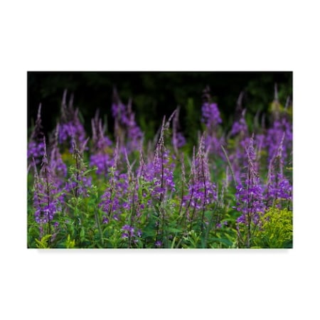 Brenda Petrella Photography Llc 'Purple Pollen' Canvas Art,22x32